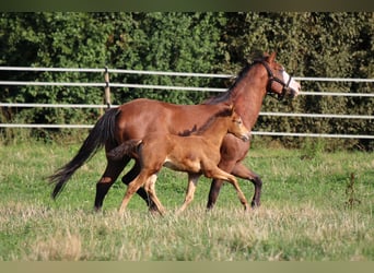 American Quarter Horse, Stute, Fohlen (06/2023), 143 cm, Champagne