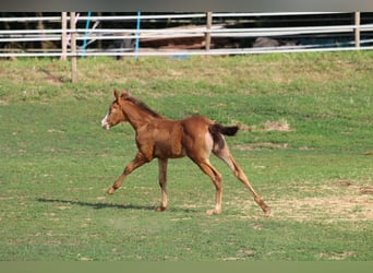 American Quarter Horse, Stute, Fohlen (06/2023), 143 cm, Champagne