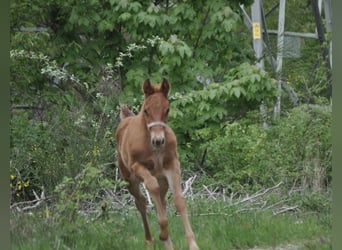 American Quarter Horse, Stute, , 143 cm, Dunkelfuchs
