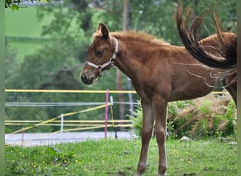 American Quarter Horse, Stute, , 143 cm, Dunkelfuchs