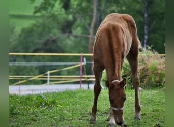 American Quarter Horse, Stute, , 143 cm, Dunkelfuchs