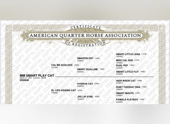 American Quarter Horse, Stute, , 143 cm, Dunkelfuchs
