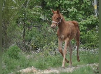 American Quarter Horse, Stute, , 143 cm, Dunkelfuchs