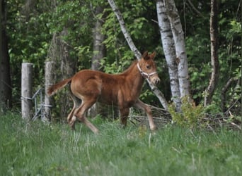American Quarter Horse, Stute, , 143 cm, Dunkelfuchs