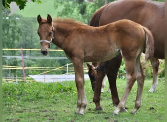 American Quarter Horse, Stute, , 143 cm, Dunkelfuchs