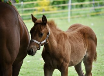American Quarter Horse, Stute, , 143 cm, Dunkelfuchs