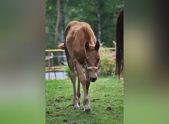 American Quarter Horse, Stute, , 143 cm, Dunkelfuchs