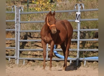 American Quarter Horse, Stute, Fohlen (01/2025), 143 cm, Dunkelfuchs