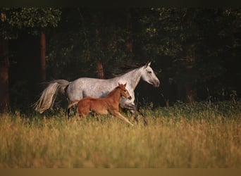 American Quarter Horse, Stute, Fohlen (04/2026), 145 cm, Fuchs