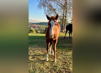 American Quarter Horse, Stute, Fohlen (04/2026), 145 cm, Fuchs