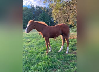 American Quarter Horse, Stute, Fohlen (04/2026), 145 cm, Fuchs
