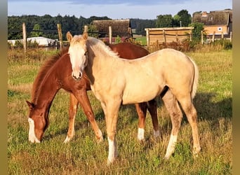 American Quarter Horse, Stute, Fohlen (05/2023), 145 cm, Palomino
