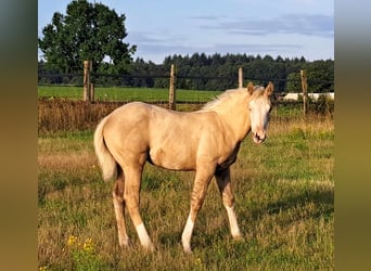 American Quarter Horse, Stute, Fohlen (05/2023), 145 cm, Palomino