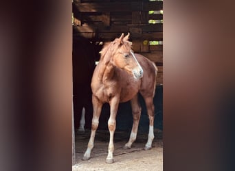 American Quarter Horse, Stute, Fohlen (06/2023), 147 cm, Dunkelfuchs