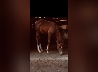American Quarter Horse, Stute, Fohlen (06/2023), 147 cm, Dunkelfuchs
