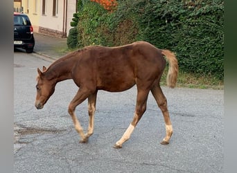 American Quarter Horse, Stute, Fohlen (06/2023), 147 cm, Dunkelfuchs