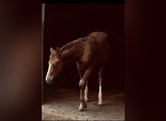 American Quarter Horse, Stute, Fohlen (06/2023), 147 cm, Fuchs