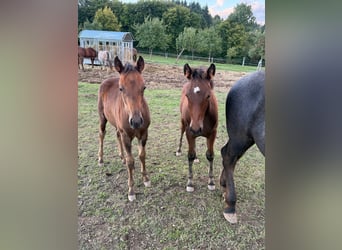 American Quarter Horse Mix, Stute, Fohlen (05/2025), 148 cm, Brauner