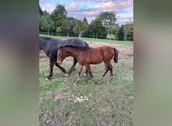 American Quarter Horse Mix, Stute, Fohlen (05/2025), 148 cm, Brauner