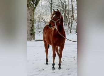 American Quarter Horse, Stute, Fohlen (03/2023), 148 cm, Brauner