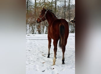 American Quarter Horse, Stute, Fohlen (03/2023), 148 cm, Brauner