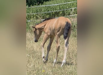 American Quarter Horse, Stute, Fohlen (06/2026), 148 cm, Buckskin