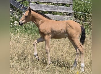 American Quarter Horse, Stute, Fohlen (06/2026), 148 cm, Buckskin