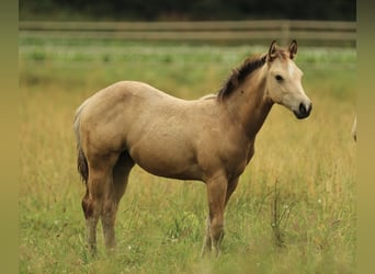 American Quarter Horse, Stute, , 148 cm, Buckskin