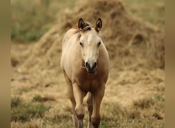 American Quarter Horse, Stute, , 148 cm, Buckskin