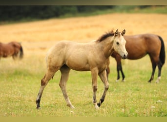 American Quarter Horse, Stute, , 148 cm, Buckskin