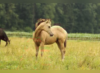 American Quarter Horse, Stute, , 148 cm, Buckskin