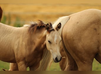 American Quarter Horse, Stute, , 148 cm, Buckskin