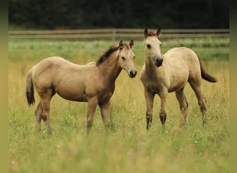 American Quarter Horse, Stute, , 148 cm, Buckskin