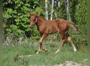 American Quarter Horse, Stute, , 148 cm, Dunkelfuchs