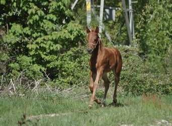 American Quarter Horse, Stute, , 148 cm, Dunkelfuchs