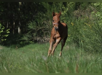 American Quarter Horse, Stute, , 148 cm, Dunkelfuchs