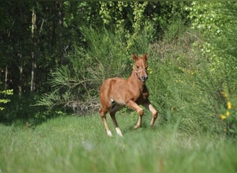 American Quarter Horse, Stute, , 148 cm, Dunkelfuchs