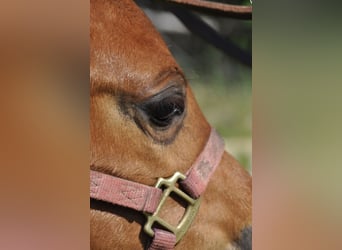 American Quarter Horse, Stute, , 148 cm, Dunkelfuchs