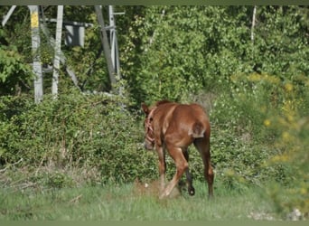 American Quarter Horse, Stute, , 148 cm, Dunkelfuchs