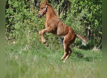 American Quarter Horse, Stute, , 148 cm, Dunkelfuchs