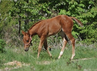 American Quarter Horse, Stute, , 148 cm, Dunkelfuchs
