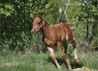 American Quarter Horse, Stute, , 148 cm, Dunkelfuchs