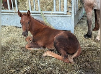 American Quarter Horse, Stute, Fohlen (07/2025), 148 cm, Dunkelfuchs