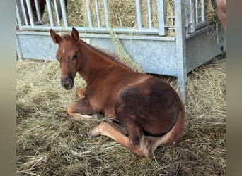 American Quarter Horse, Stute, Fohlen (07/2025), 148 cm, Dunkelfuchs