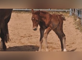 American Quarter Horse, Stute, Fohlen (03/2026), 148 cm, Fuchs