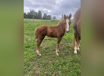 American Quarter Horse, Stute, , 148 cm, Fuchs