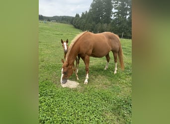 American Quarter Horse, Stute, , 148 cm, Fuchs