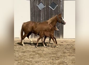 American Quarter Horse, Stute, , 148 cm, Fuchs