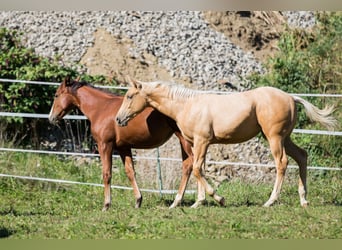 American Quarter Horse, Stute, Fohlen (05/2026), 148 cm, Palomino