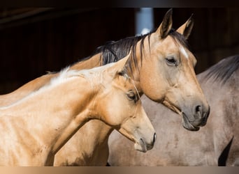 American Quarter Horse, Stute, Fohlen (05/2026), 148 cm, Palomino